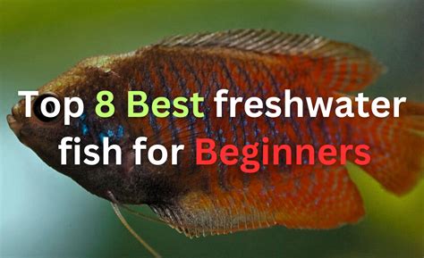 best aquarium for beginners|10 Best Aquarium Fish for Beginners.
